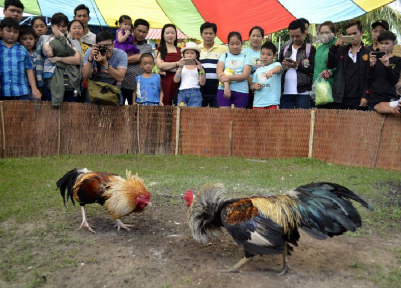 Đá gà miền Tây - Vẻ đẹp văn hóa Việt Nam không bao giờ mất