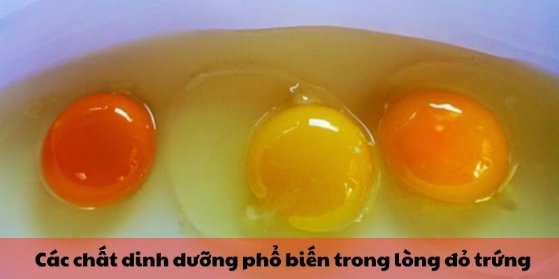 Các chất dinh dưỡng phổ biến trong lòng đỏ trứng