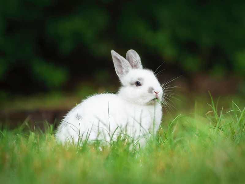Mơ thấy thỏ trắng nên đánh con gì?