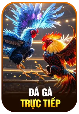 Đá Gà New88